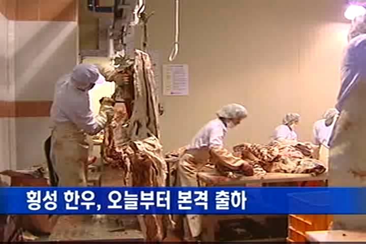 횡성 한우, 오늘부터 본격 출하