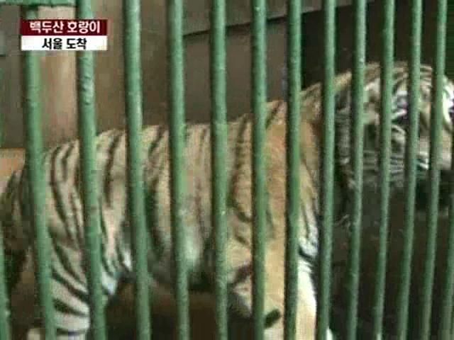 백두산 호랑이 서울 도착…이르면 다음 주 공개