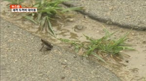 서식지로 돌아가는 수백만 마리 두꺼비떼 ＇장관＇