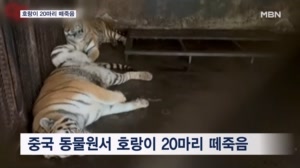 중국 동물원 한 곳에서 호랑이 20마리 집단 폐사