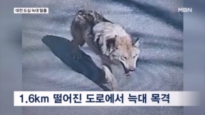 동물원 탈출 늑대, 도심 활보…경찰·소방 수색 중