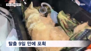 9일 만에 허벅지 마취총 늑구…"위에서 낚싯바늘 확인돼 제거