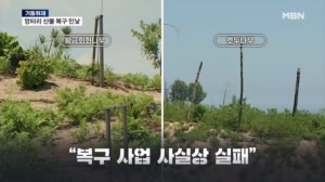 [기동취재] "뿌리 마르고 잘린 채 심은 나무"…울진 산불 4년, 부실 복구 민낯