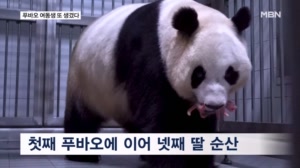 '스타 판다' 아이바오 세 번째 출산…푸바오 동생 또 생겼다