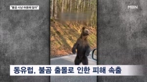 동유럽도 곰 습격 공포…"EU, 곰 사냥 제한 풀어라"