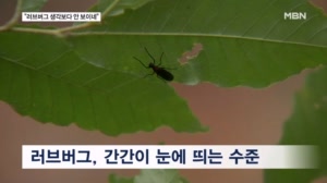 대발생할 거라더니 눈에 띄게 줄어든 러브버그…이유 놓고 해석 '분분'