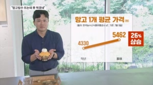 "이러다 망고빙수 못 먹겠네" 26% 뛴 망고가격, 수입과일 비상