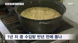 '냉국의 계절' 왔는데 동난 콩나물 콩…콩나물 대란 우려에 1만 톤 긴급 수입