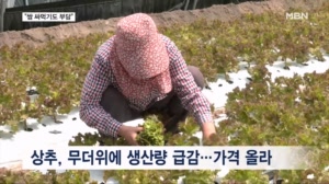 "쌈 싸먹기도 부담"…더위에 상추값 급등, 호우에 오이값 4배 폭등
