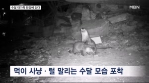 27마리 '수달 대가족' 한강에 산다…주요 출몰지는 성내천·한강대교