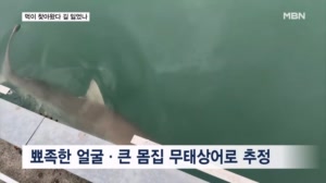아열대서 사는 무태상어로 추정…공격성 낮지만 자극은 금물
