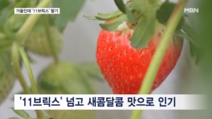 딸기는 겨울이 제철?…"50일 빨리 따도 11브릭스 나와요"