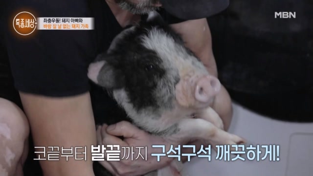 텐트에서 돼지들을 끌어안고 잠을 자던 지흥선씨가 오랜만에 집에 간 이유