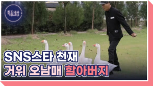 신호등 건너는 천재 거위 오남매와 할아버지
