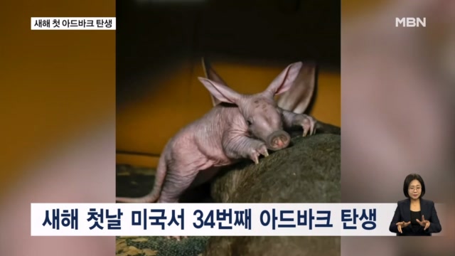 [굿모닝월드] 돼지야? 토끼야?...아드바크 탄생 - 뉴스 썸네일 이미지