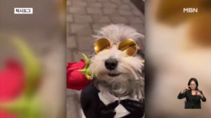 [굿모닝월드] 턱시도그와 똑똑하냥