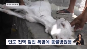 [굿모닝월드] 무더위 수액 투혼