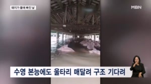 [굿모닝월드] 돼지가 물에 빠진 날