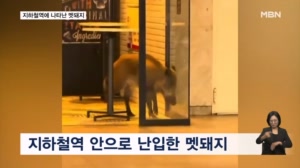 [굿모닝월드] 지하철역에 나타난 멧돼지