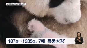 [굿모닝월드] 어미 품에서 7배 '폭풍성장'