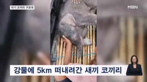 [굿모닝월드] 아기 코끼리 구조대