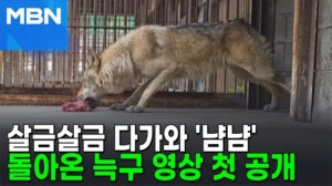 "조금씩 회복하고 있어요"…돌아온 '늑구' 먹이 먹는 영상 첫 공개 [포크뉴스]
