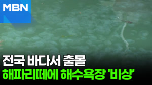 "풍선인가?" 만졌다간 큰 일…해수욕장 해파리 비상 [포크뉴스]