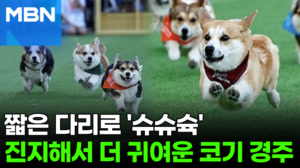 "진지하게 전력질주 중이다멍!"…'숏다리' 웰시코기 경주대회 보니 [포크뉴스]