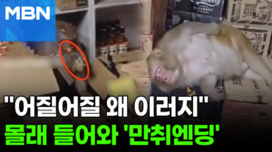 술집 들어온 원숭이, 몰래 병째 마시더니…그대로 '벌러덩' [포크뉴스]