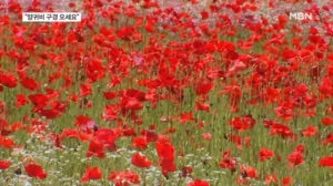 "정열을 구경하세요."…하동 북천 양귀비 축제 '북적'