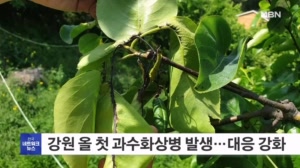 강원 올해 첫 과수화상병 원주서 발생
