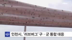 인천시, '러브버그' 대비 통합 대응…6월엔 계양산 정상부 포집기