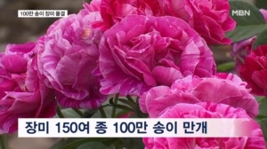 100만 송이 장미꽃 활짝…축제 즐기고 치즈빵도 맛보고
