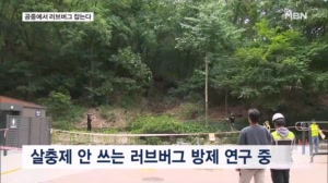 또 찾아온 러브버그…공중에서 물 뿌려 잡는다