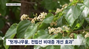 "전립선 비대증 개선"…헛개나무 새로운 효능 확인