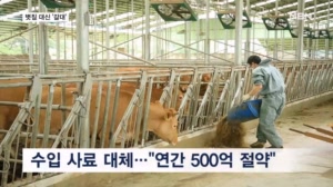 볏짚 대신 '갈대'…"사룟값 연간 500억 아낀다"