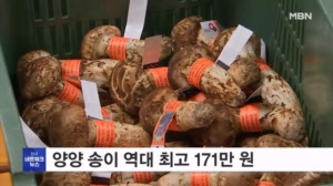 양양 송이 역대 최고 171만 원…공판 마감