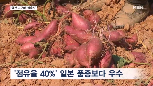 외래 품종 밀어내고 수출까지…국산 고구마 인기