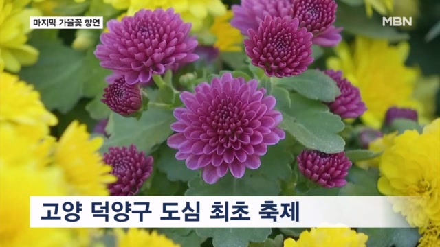 가을 향기 물씬…'고양 꽃향기페스타' 개막