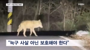 사살 대신 보호…늑구 탈출 계기로 바뀌는 맹수 인식