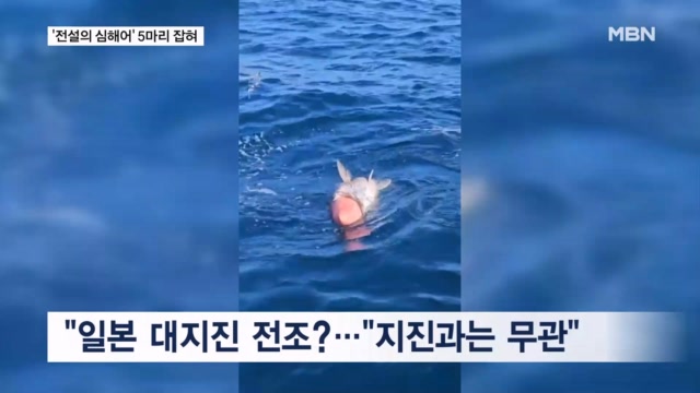 '전설의 심해어' 돗돔 하루 5마리 잡혀...대지진 전조? - 뉴스 썸네일 이미지