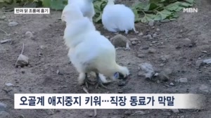 "털 벗겨 튀길 것"…반려 오골계 조롱한 동료에 흉기 휘둘렀다 실형