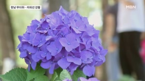 여름 길목에 핀 수국…30도 넘는 더위 속 나들이