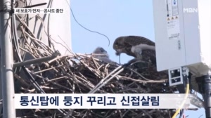통신탑 위 신접살림…새 떼 지키려고 대규모 공사도 '올스톱'