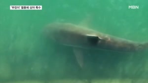 "비와도 '부캉이' 볼래요"…연일 구름 인파에 '상어 특수'