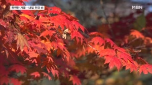 전면 개방 북안산 '알록달록'…내일 최고 80mm 비