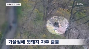 "문 앞까지 와 무서워"…가을철 멧돼지 출몰 주의보
