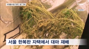 "서울 한복판에서 대마 재배" 수원중수청, 1호 마약 사건 구속