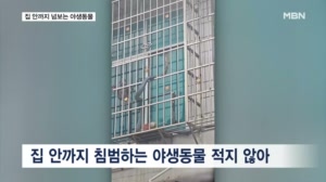 "창문 열기 겁나네"…아파트 안까지 넘보는 야생동물들