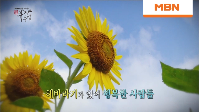 해바라기, 마을..